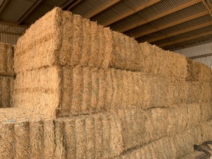 Lucerne Hay