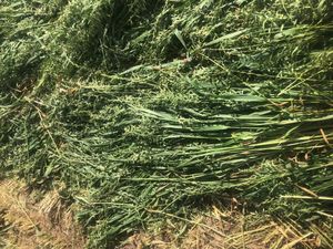 Oaten Rye Hay 400kg 5x4 Round Bales