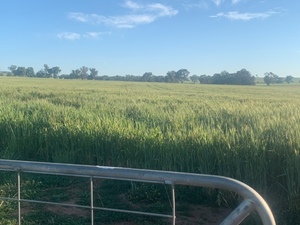 Kittyhawk Winter Wheat Seed