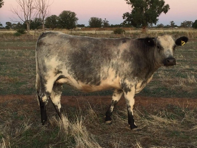 Speckle Park Cross Short Horn Heifer 590kg