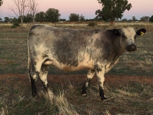 Speckle Park Cross Short Horn Heifer 590kg