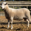 Under Auction - Lot 4 Highlander Ram 191185 (DLE Ram Auction A100- 10th Sept via Auctionsplus) 