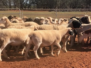 300 dorper ewes for sale
