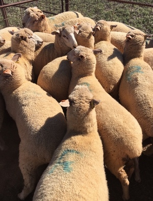 260 x 1st Cross Border Ewes (Jan18 drop)
