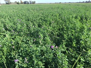 41 x Lucerne Hay 350kg approx 5x4 Bales