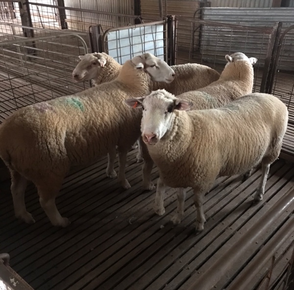 White Suffolk Rams
