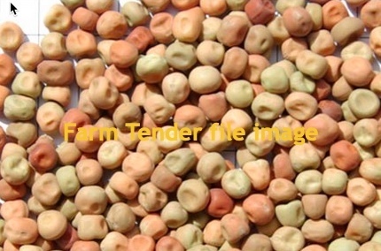 600mt Field Peas