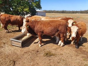 polled Bull