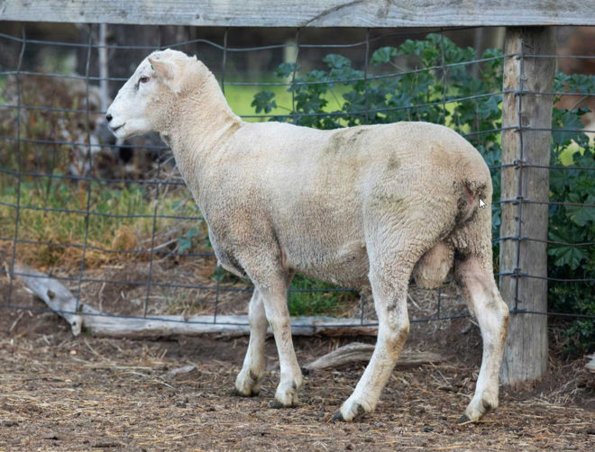 Under Auction - Lot 8 Highlander Ram 190897 (DLE Ram Auction A100 - 10th Sept via Auctionsplus) 