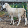 Under Auction - Lot 8 Highlander Ram 190897 (DLE Ram Auction A100 - 10th Sept via Auctionsplus) 