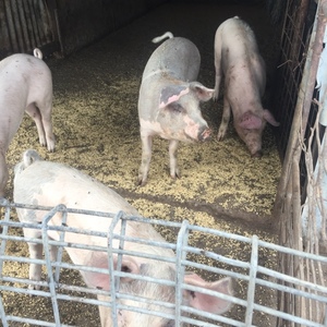 Gilt pigs