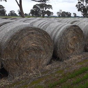 Wheaten hay 