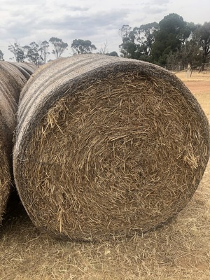 Wheat Straw