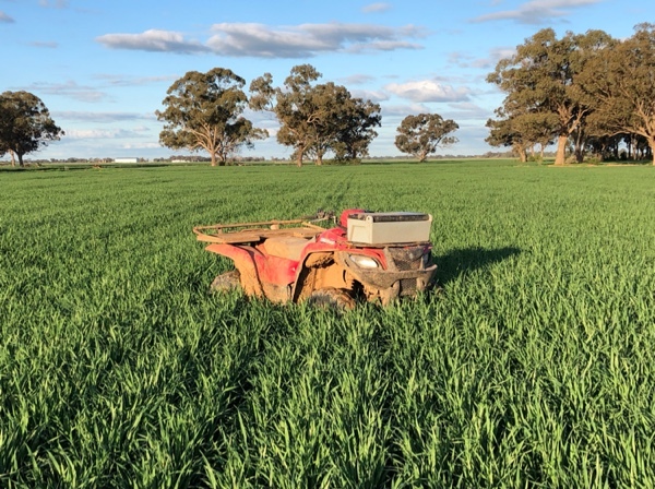 EOI Cereal and vetch hay