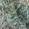 6000 Lucerne Hay Small Bales (High Quality)