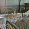 Dorper Rams For Sale