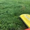 150 x Rye Clover Silage