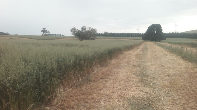 Oaten Header Trail Straw (8x4x3) baled with High Density baler (New Season)