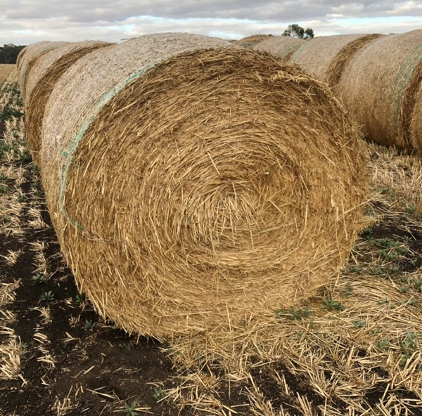 Oaten hay rolls 