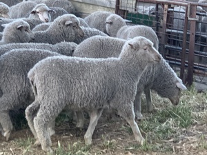 Future Breeder Ewe Lambs