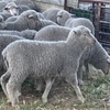 Future Breeder Ewe Lambs