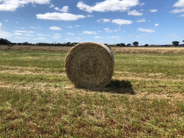 ANNUAL RYE - Pasture Hay - Round Bales 