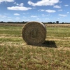ANNUAL RYE - Pasture Hay - Round Bales 