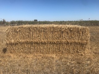 Wheat Straw 8x4x3