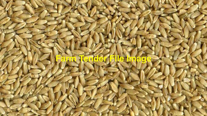 40mt Astute Triticale