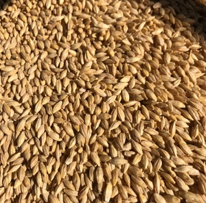 6mt Graded Barley Seed