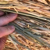 Oaten Hay Rolls For Sale Ex Farm or Can Freight 