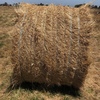 Pasture Hay Natural grasses  80  rolls