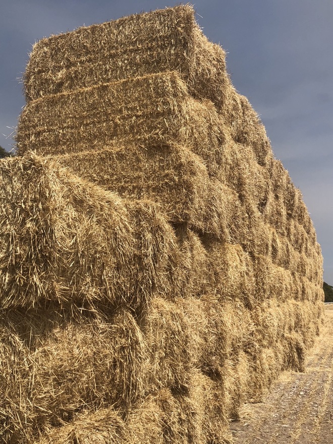 Barley Straw for sale