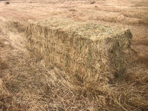 Ryegrass & Balansa medium squares