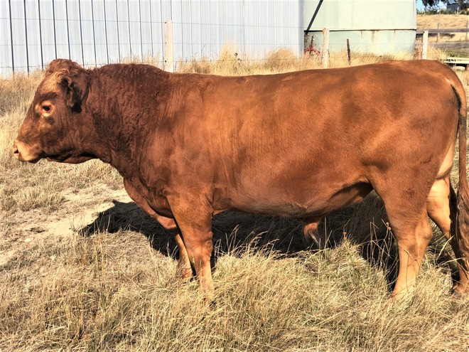 2 x Pure commercial South Devon bulls and 2 x 2/3 South Devon - 1/3 Red Angus bulls