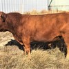 2 x Pure commercial South Devon bulls and 2 x 2/3 South Devon - 1/3 Red Angus bulls