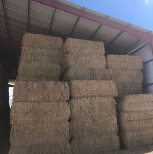 Canola Hay 8x4x3 big squares - 630kg