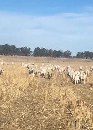 350 Dorper Ewes