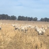 350 Dorper Ewes