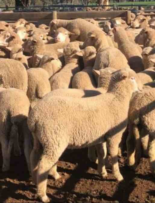 *366 Dohne Ewes with 460 White Suffolk Lambs*