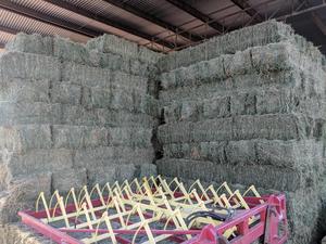 Lucerne Hay Small Squares