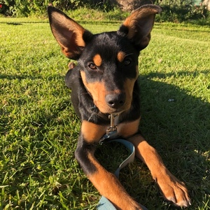 Kelpie Pup