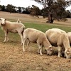  Wiltipoll Ewes  Stud Quality  Pure Bred