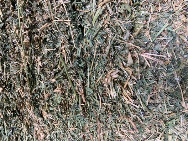 Lucerne Small Squares