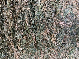 Lucerne Small Squares