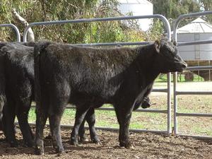21 Angus heifers one year old