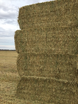 170mt Wheaten Hay 670kg 8x4x3 Bales