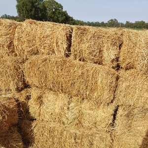 Lucerne hay