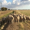 1.5 year Poll Dorset Rams For Sale