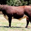 YavenVale Poll Hereford Bull Sale 17th of Feb 2021